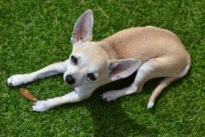Chihuahua losse gewrichtjes - Happy Woof - Patella Luxatie